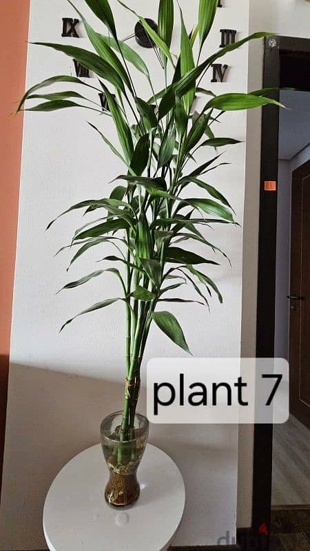 Plants 6