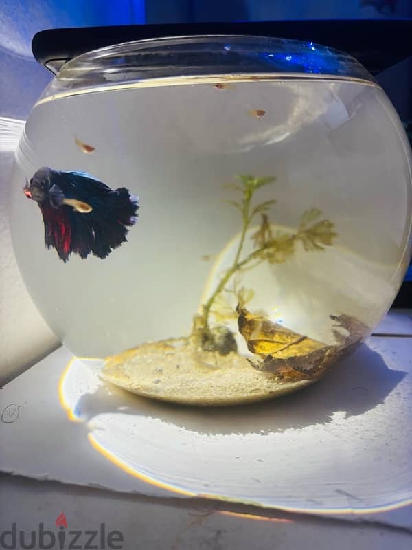 bowl and fighter fish,food,plant  5bd no delivery 1