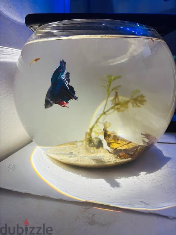 bowl and fighter fish,food,plant  5bd no delivery 3