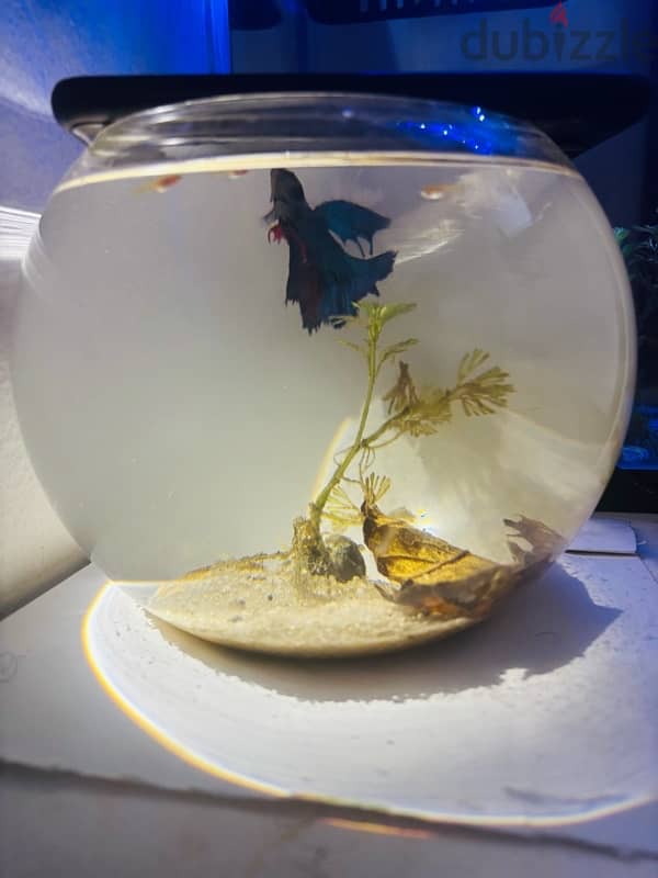 bowl and fighter fish,food,plant  5bd no delivery 4