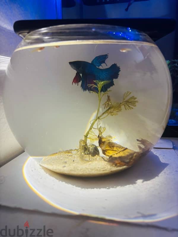 bowl and fighter fish,food,plant  5bd no delivery 5