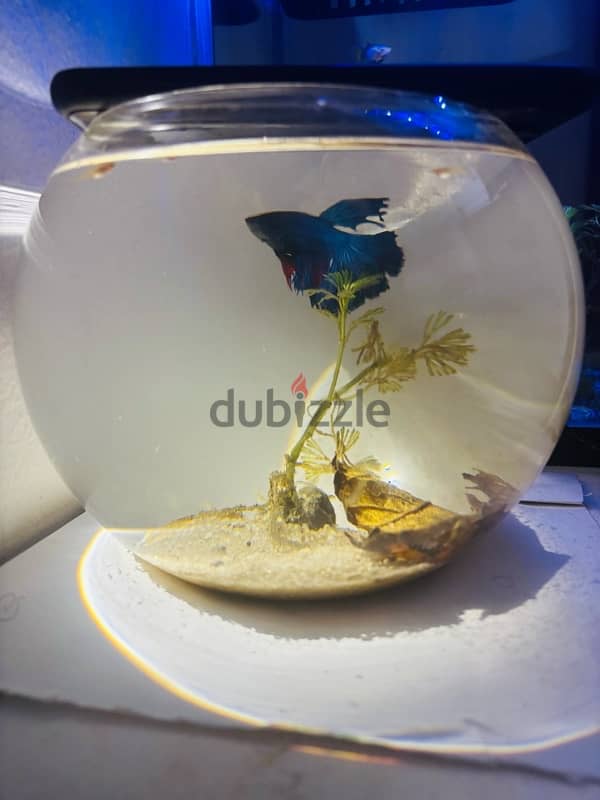 bowl and fighter fish,food,plant  5bd no delivery 6