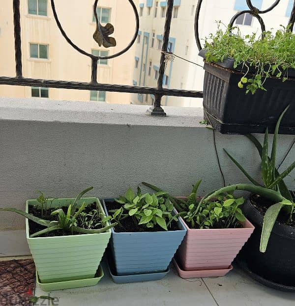 beautiful plants for selling 3