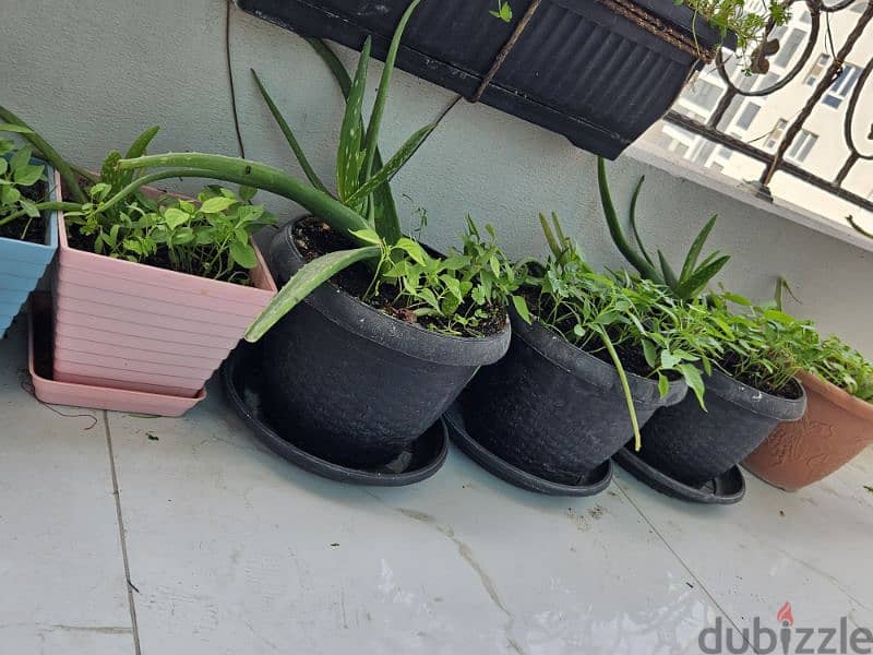 beautiful plants for selling 4