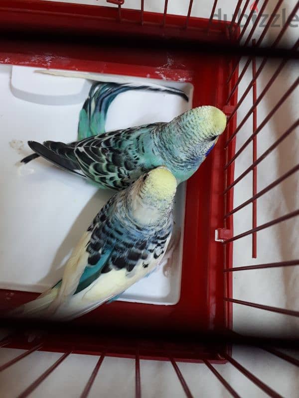 breading pair budgies for sale 0