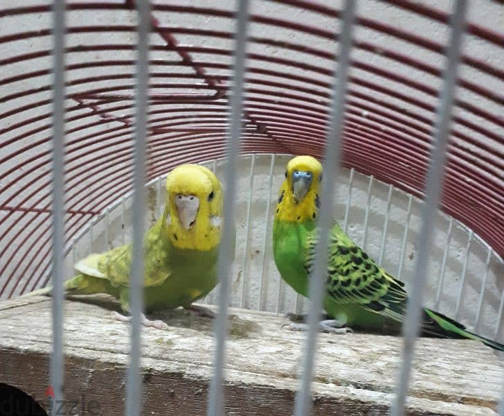 breading pair budgies for sale 1