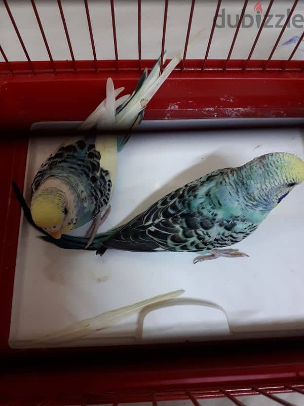 breading pair budgies for sale 3