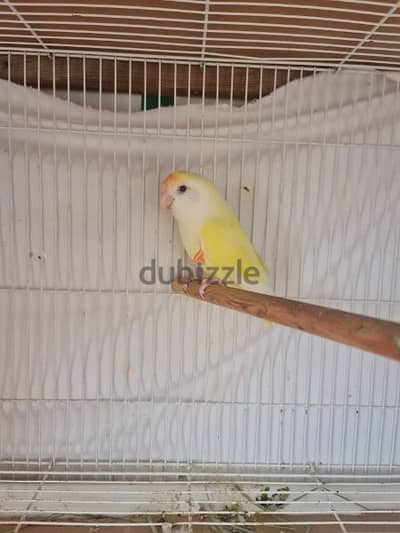 Lovebird for sale