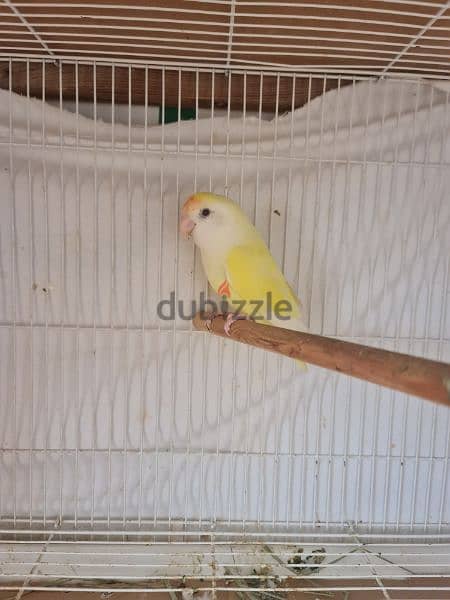 Lovebird for sale 0