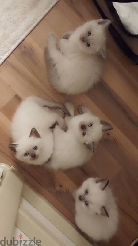 4 female kittens for sale 0