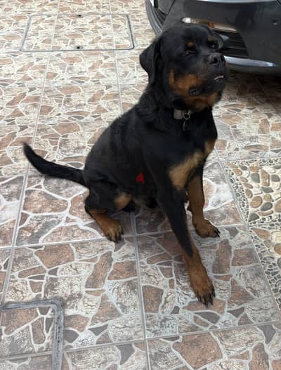 Rottweiler for adoption