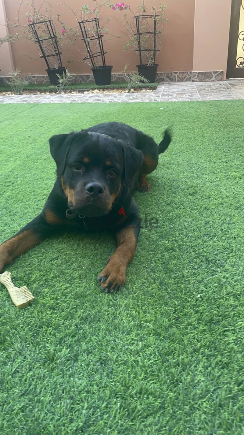 Rottweiler for adoption 1