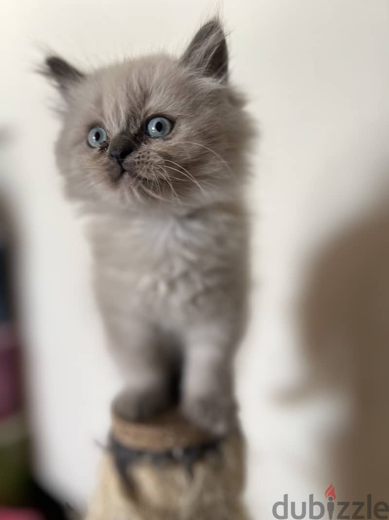 Himalayan kittens for sale 0