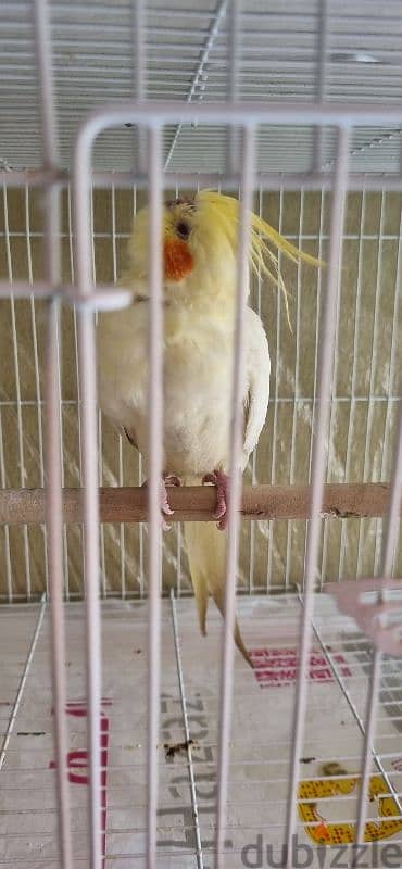 كوكتيل COCKATIEL