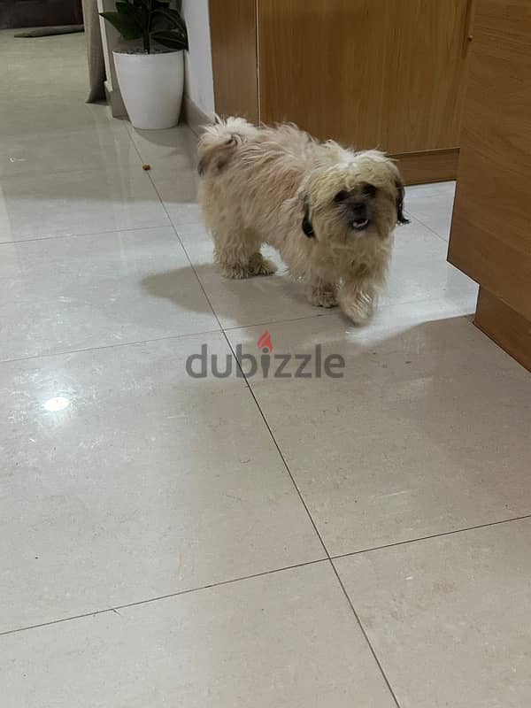 Shih Tzu dog 6