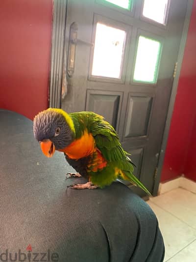 lory rainbow color