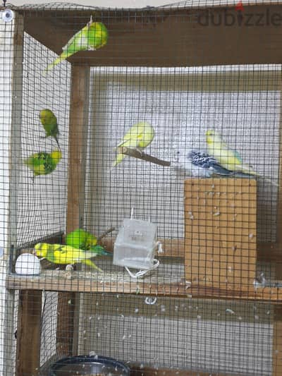 Best pet for winter Bugies with good cage ready setup for you