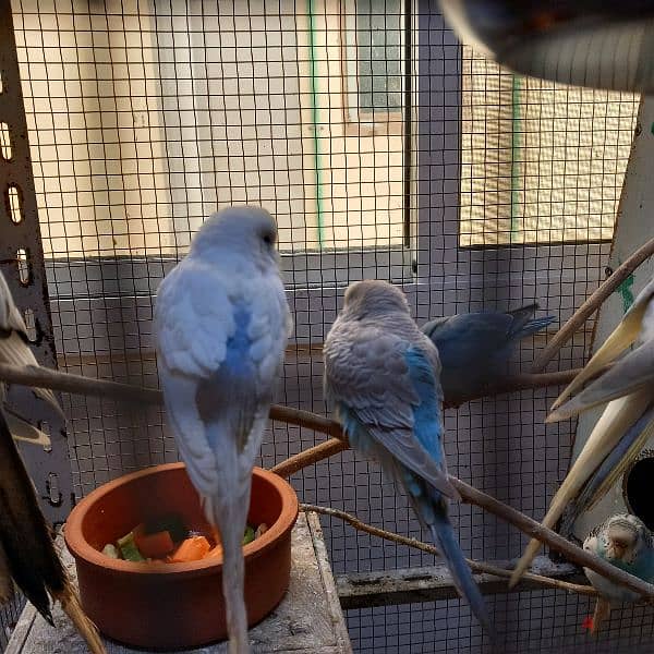 2 Green Opaline baby bird & 4 budgies for Sale 2