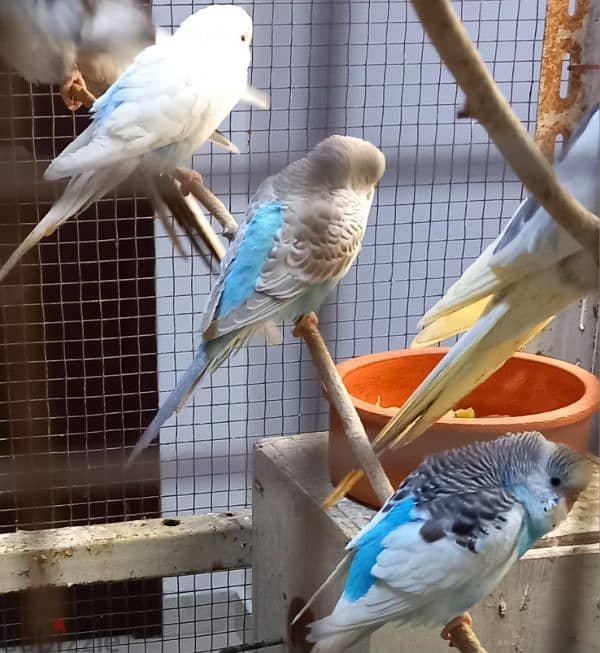 2 Green Opaline baby bird & 4 budgies for Sale 1