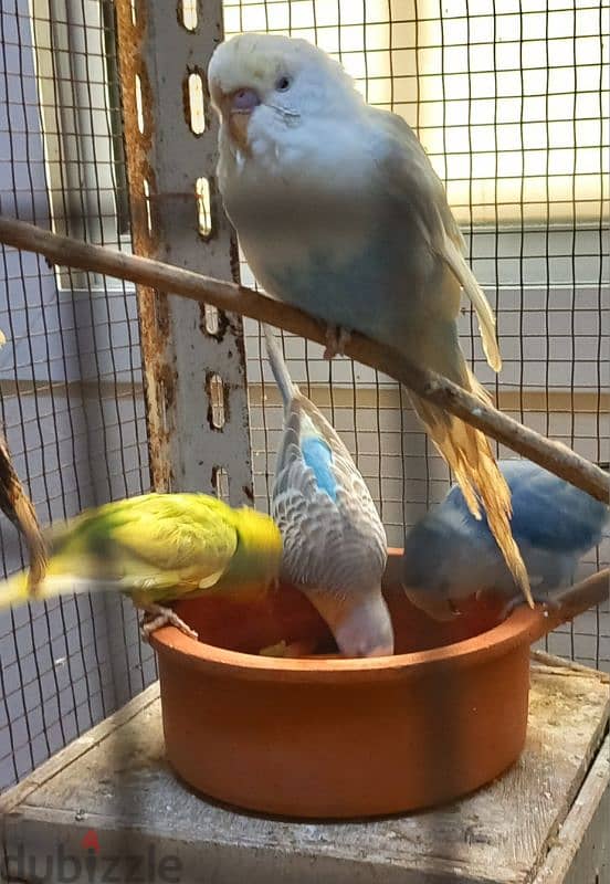 2 Green Opaline baby bird & 4 budgies for Sale 3