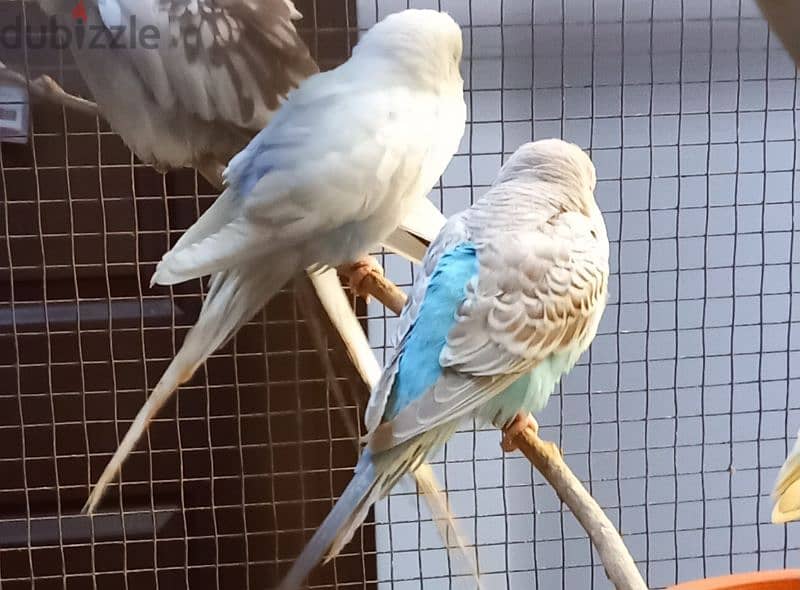 2 Green Opaline baby bird & 4 budgies for Sale 4