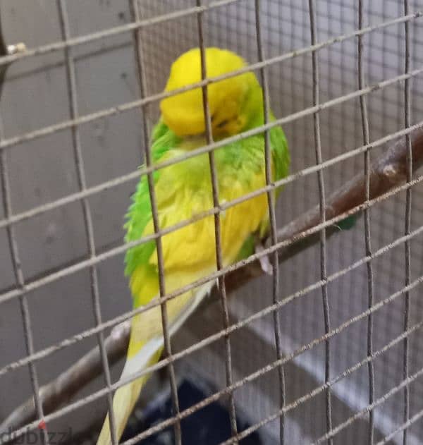 2 Green Opaline baby bird & 4 budgies for Sale 5