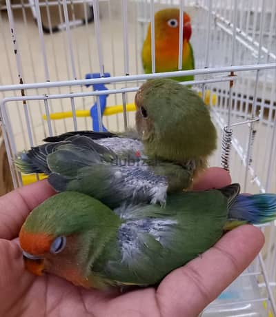 2 Green Opaline baby bird & 4 budgies for Sale