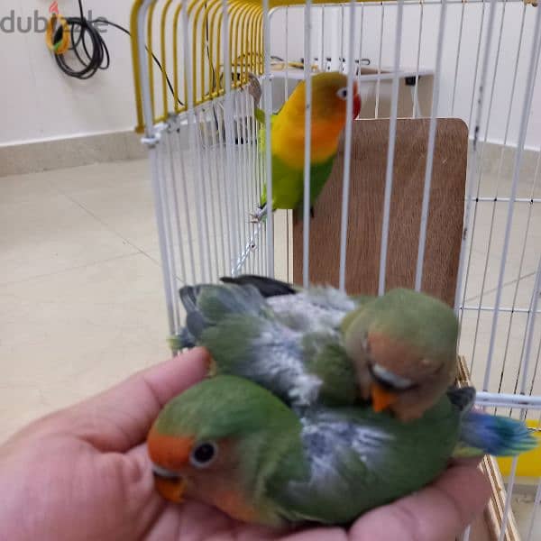 2 Green Opaline baby bird & 4 budgies for Sale 6