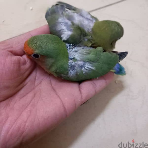 2 Green Opaline baby bird & 4 budgies for Sale 7