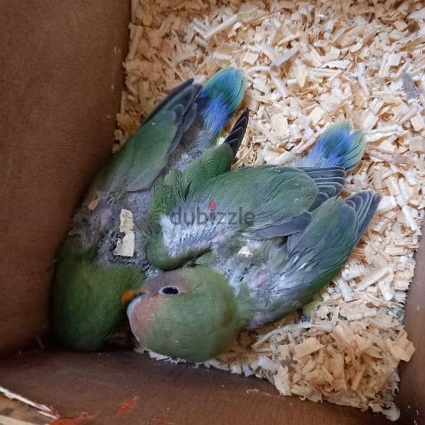 2 Green Opaline baby bird & 4 budgies for Sale 8