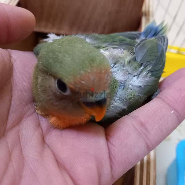 2 Green Opaline baby bird & 4 budgies for Sale 9