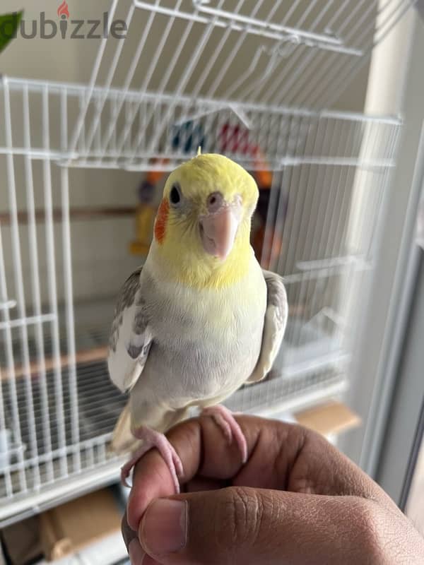 Cocktail Parrot, Hand tamed 1