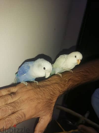 for sale love bird  training  1 pice 10 BD 33125442