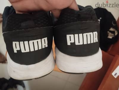 puma