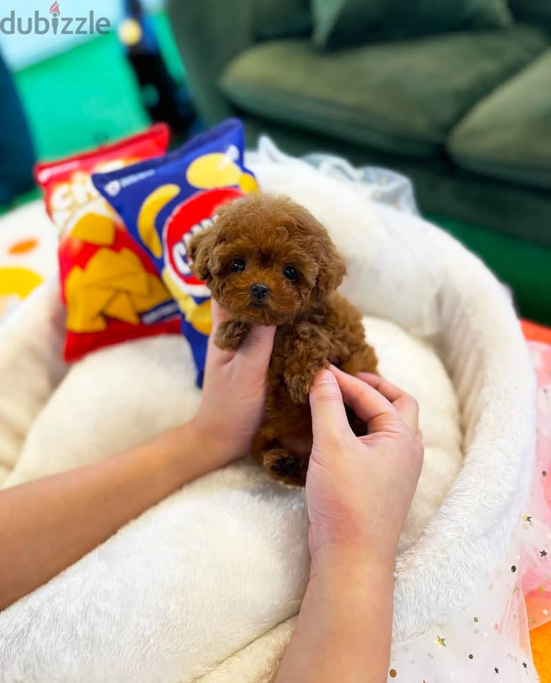 Teacup Poodle for sale. WhatsApp me ‪ +1 (484) 718‑9164‬ 1