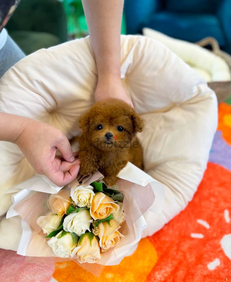 Teacup Poodle for sale. WhatsApp me ‪ +1 (484) 718‑9164‬ 3