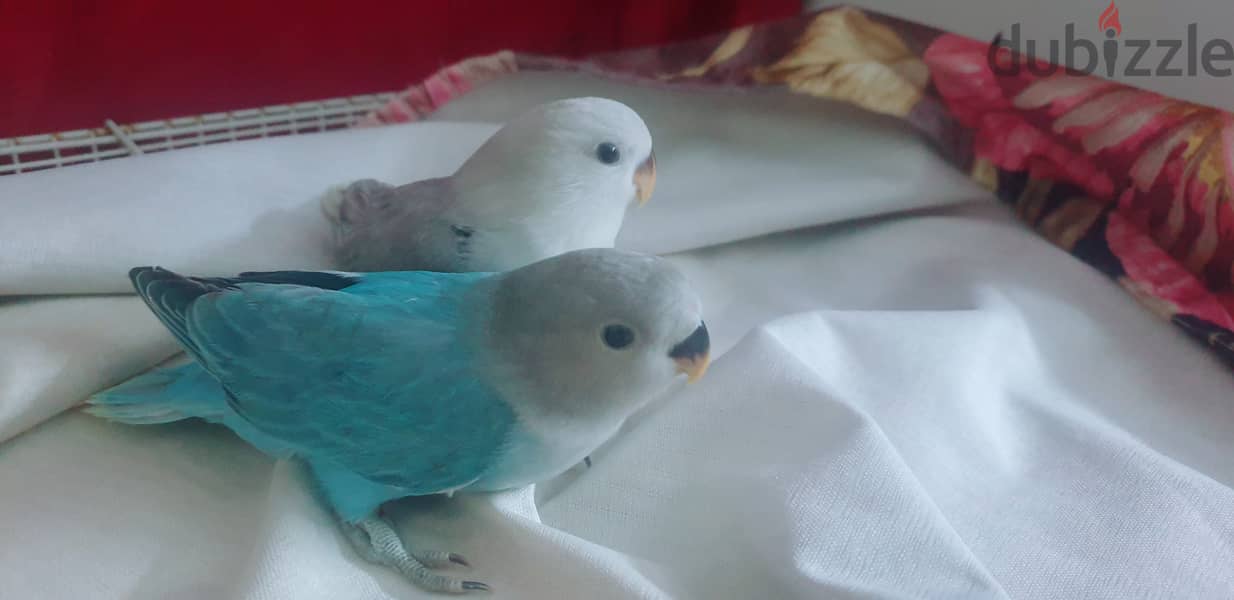 Love birds babies for sale 2