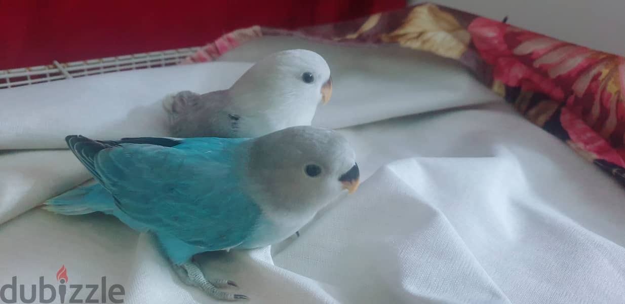 Love birds babies for sale 3