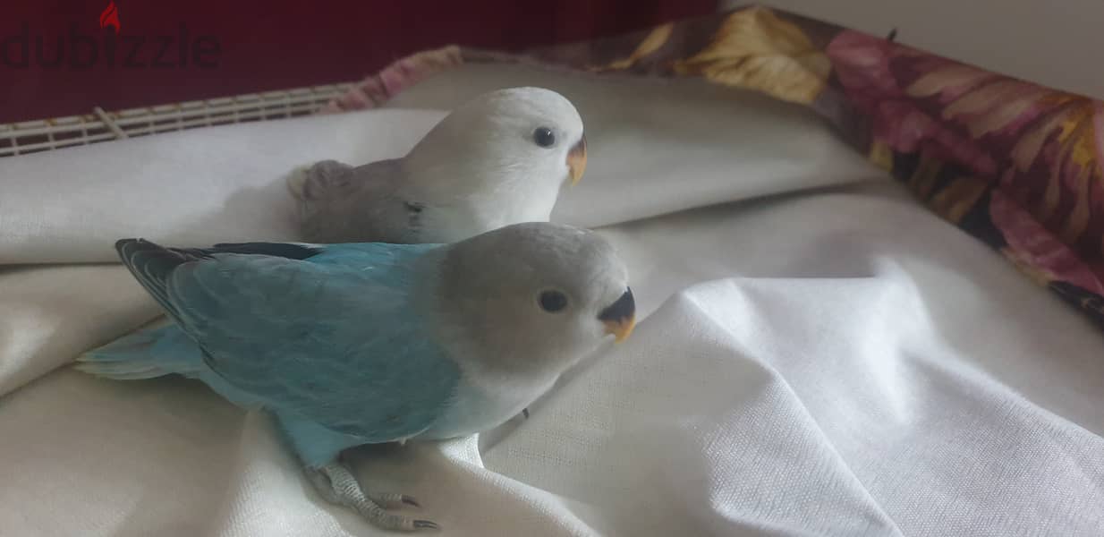 Love birds babies for sale 4