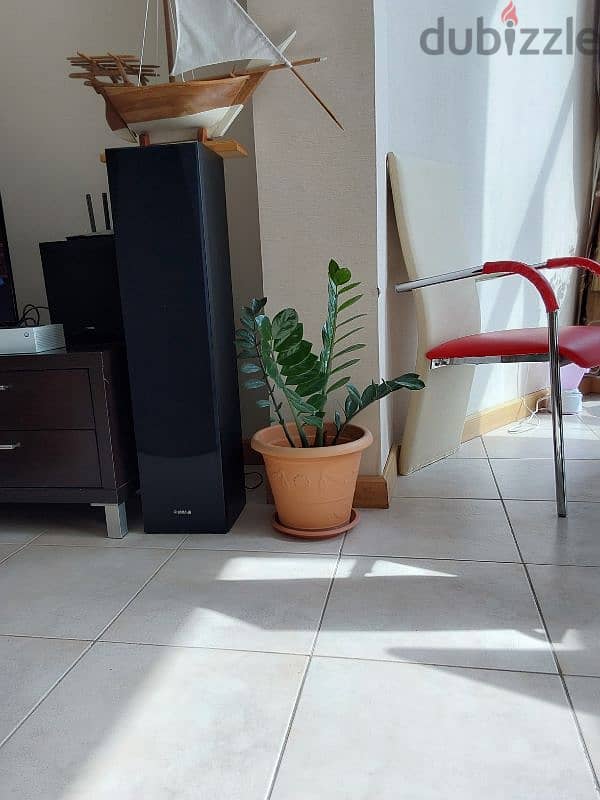 Indoor Plants for Sale 0