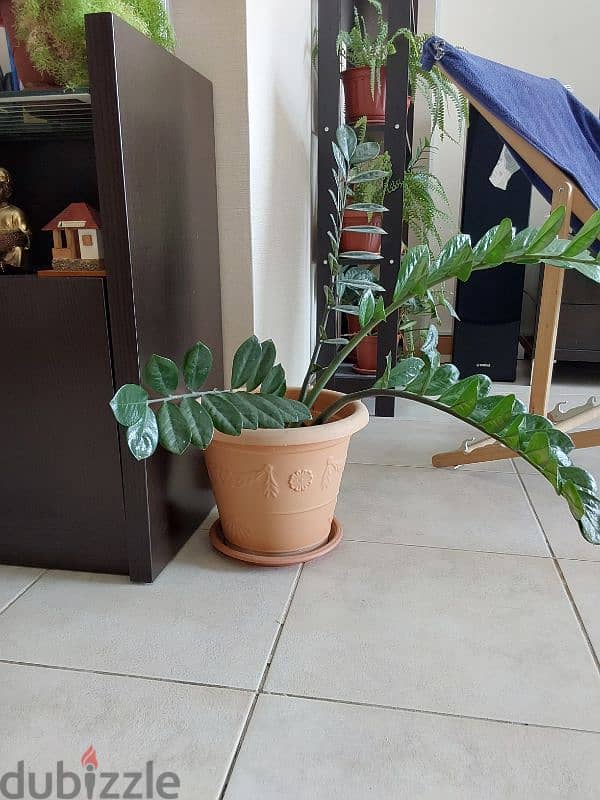 Indoor Plants for Sale 1