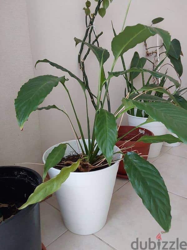 Indoor Plants for Sale 6