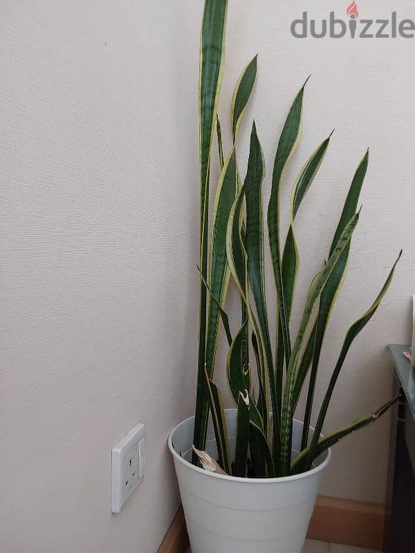 Indoor Plants for Sale 7