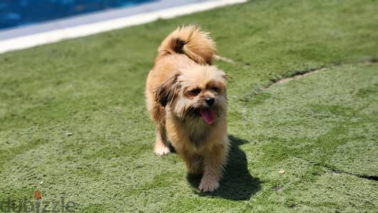 Shih tzu - Female ( Free Adoption ) For Contact - +973 3438 1052