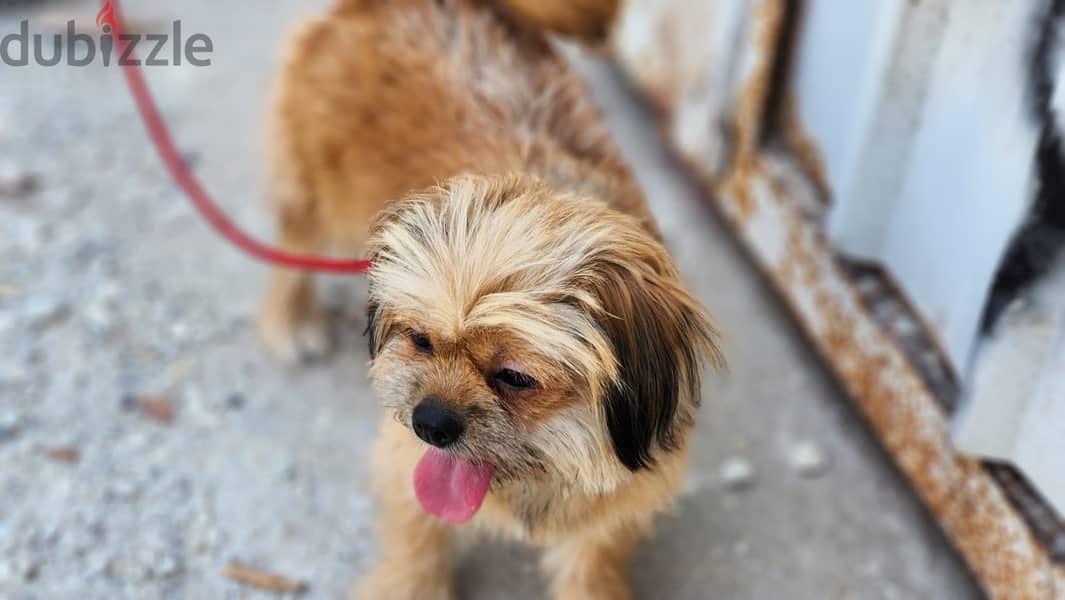 Shih tzu - Female ( Free Adoption ) For Contact - +973 3438 1052 2