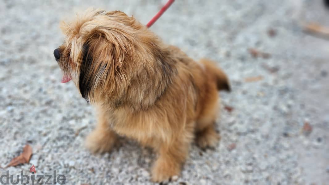 Shih tzu - Female ( Free Adoption ) For Contact - +973 3438 1052 3