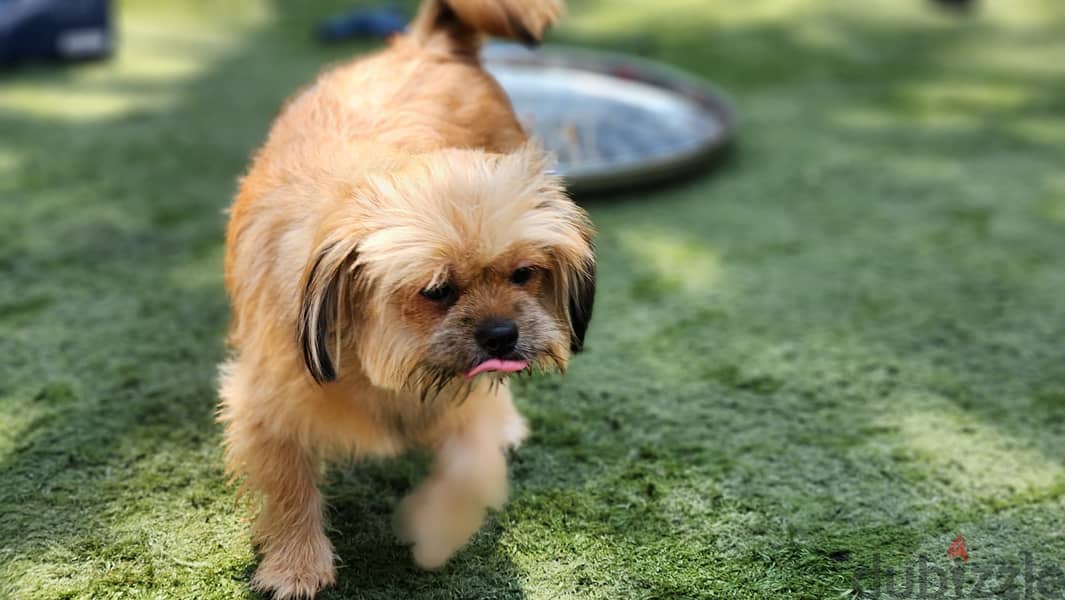 Shih tzu - Female ( Free Adoption ) For Contact - +973 3438 1052 5