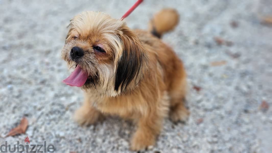 Shih tzu - Female ( Free Adoption ) For Contact - +973 3438 1052 6