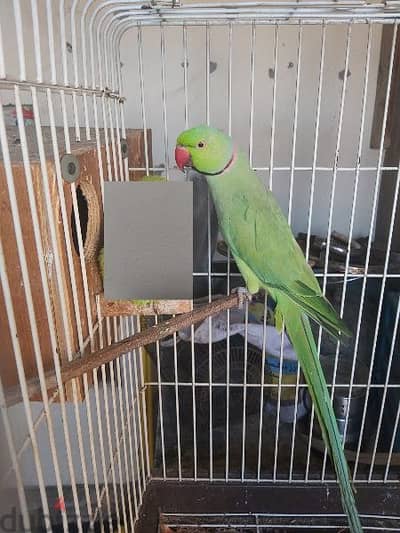 Ringneck parrot male for sale(no tammed)