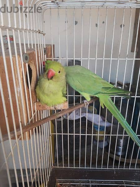 Ringneck parrot male for sale(no tammed) 1